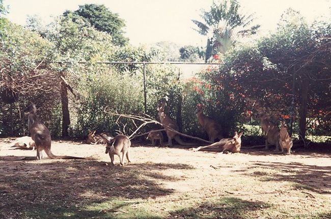 すべて放し飼いです。