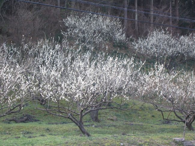 満開の梅
