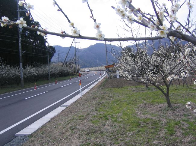 梅街道<br />三方５湖湖畔に、８万本の梅が植えられているとのことです。