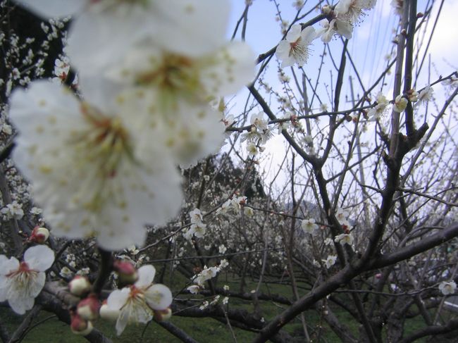 風に揺れてとってもかわいいですよ。