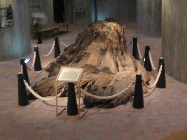 縄文時代後期の杉の大株