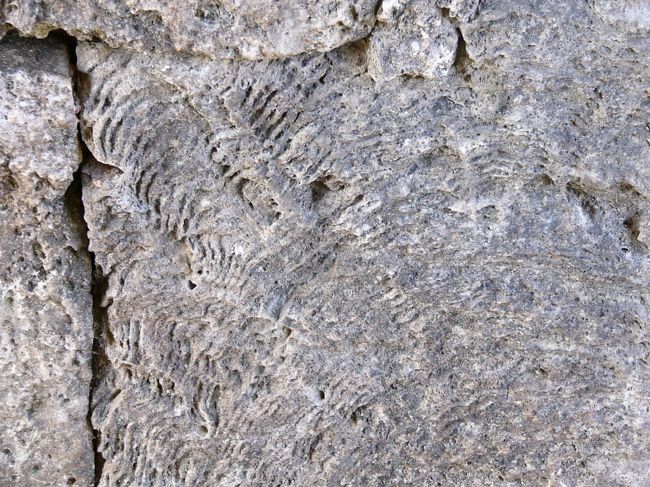 まんま珊瑚の化石です。