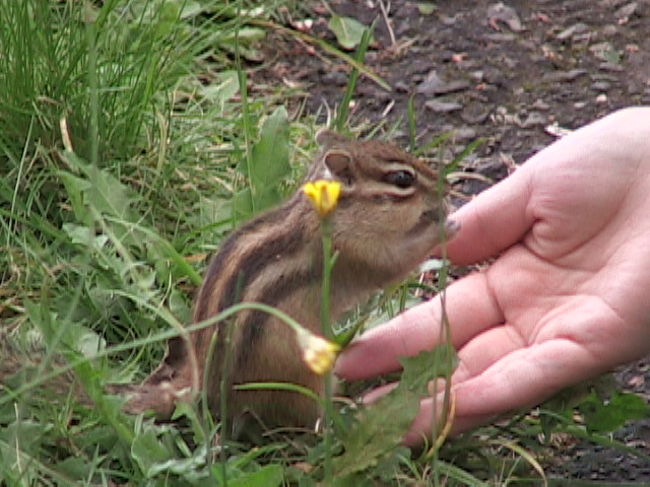 山頂にはリスが飼われていましてが、人になれていて怖がらずに近づいていました。<br />人に近寄るリスは初めてでした。