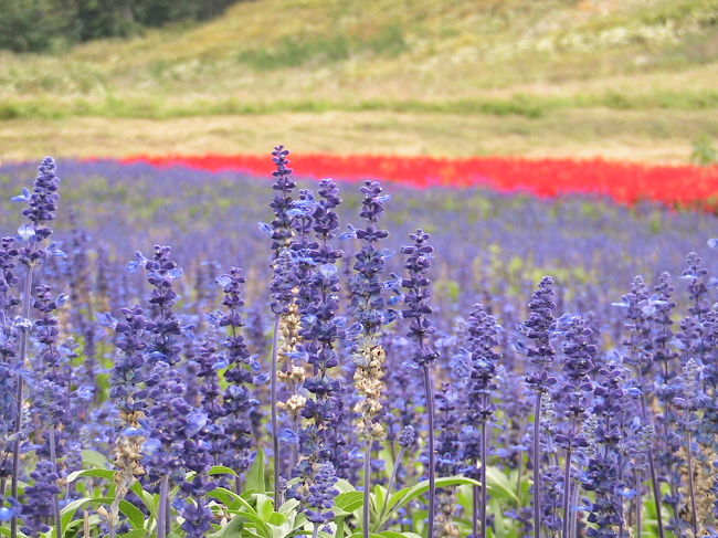 ロープウエー駅付近にはお花畑があって、ステキな色をした花々が咲き乱れていました。