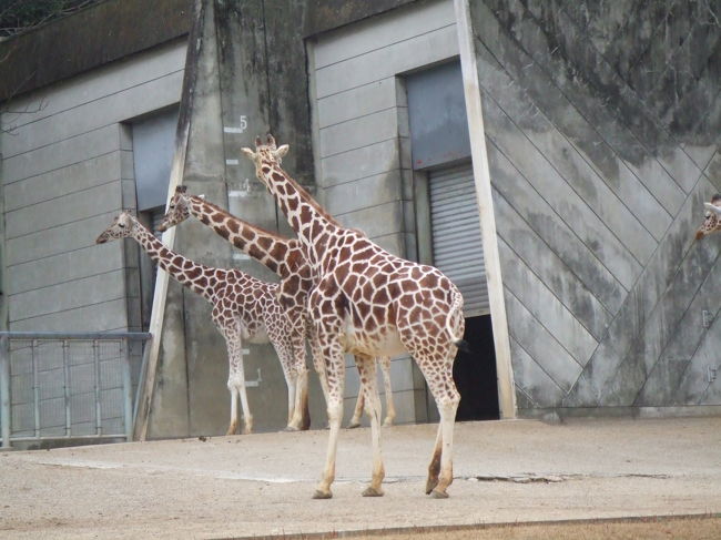 きりんたち。<br />のしのし動きまわって元気でした。