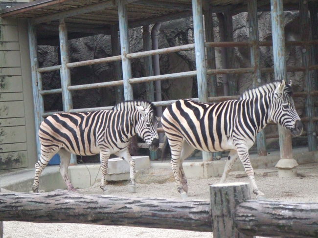 しまうまも元気でした。<br />もようがはっきりしてて、かっこよかったです。