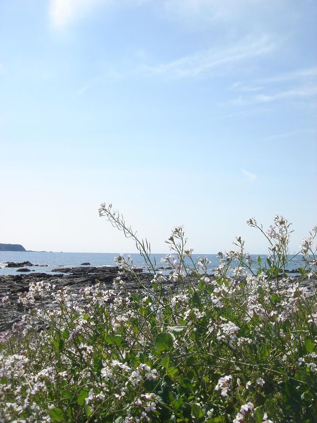 ビーチにはもう花がだいぶ咲いていました。