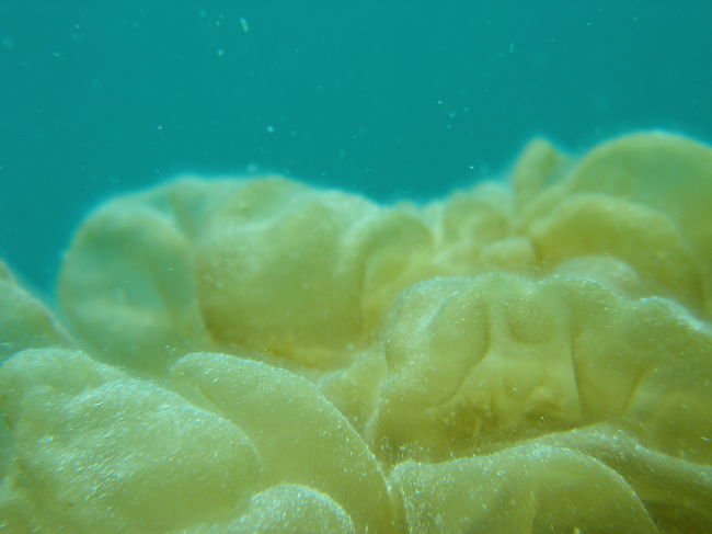 フクロノリ、好きなんです。