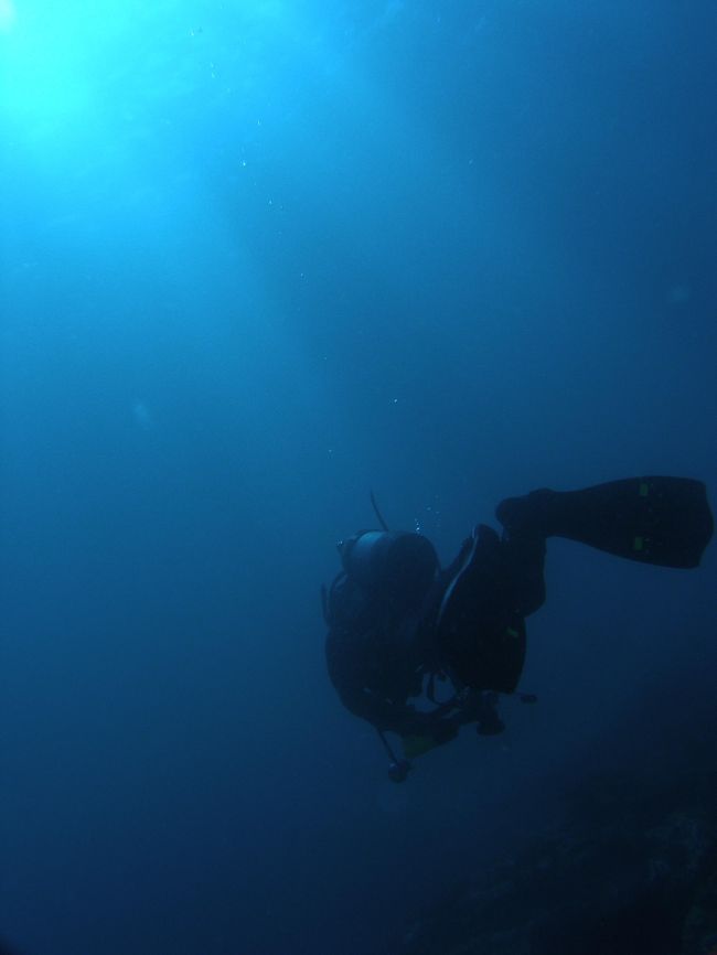 パラオをイメージしてみました。