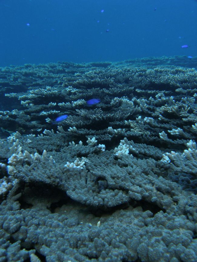 ソラスズメダイとサンゴ。<br /><br />以上の水中写真は、僕がC-7070（＋場合によってはクローズアップレンズ）で撮ったものです。