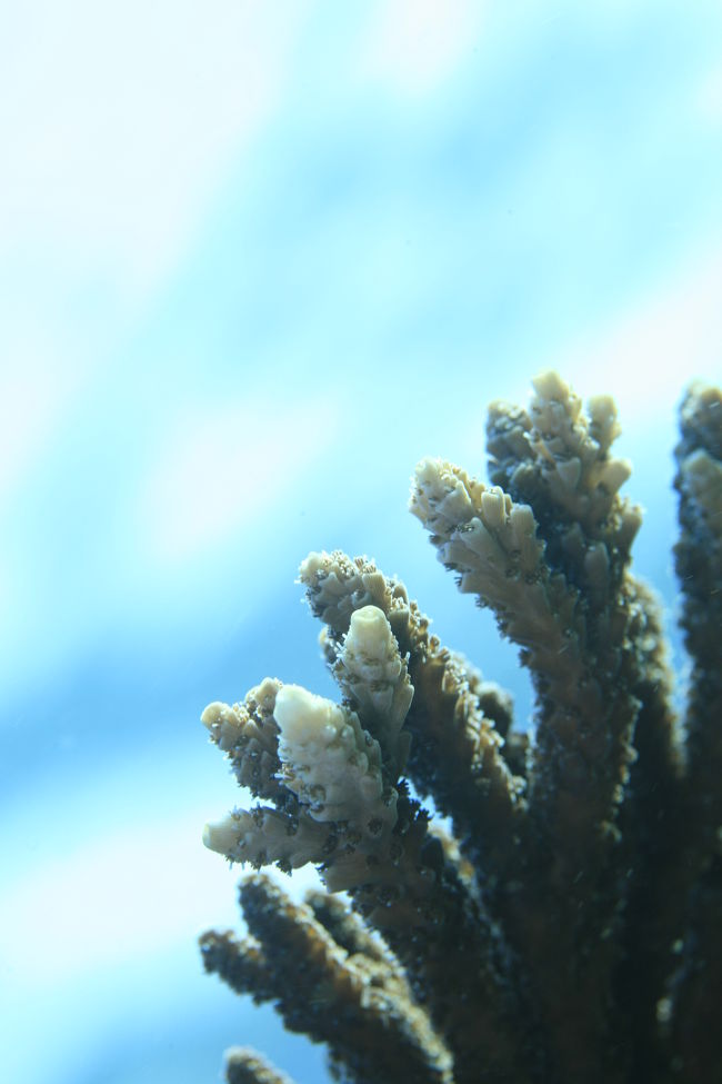 サンゴと海。<br /><br />ここからは、僕がお借りした5Dで撮ったものです。