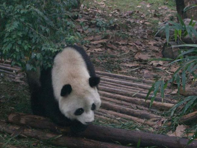 天府の国 パンダのふるさと成都へ 成都 中国 の旅行記 ブログ By Shamayaさん フォートラベル 天府の国 パンダのふるさと成都へ 成都 中国 の旅行記 ブログ By Shamayaさん フォートラベル