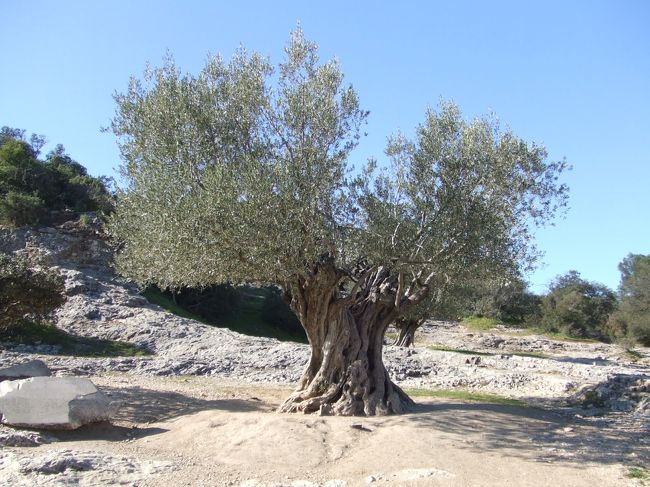 樹齢1000年のオリーブの木。ポン・ヂュ・ガールにあります。