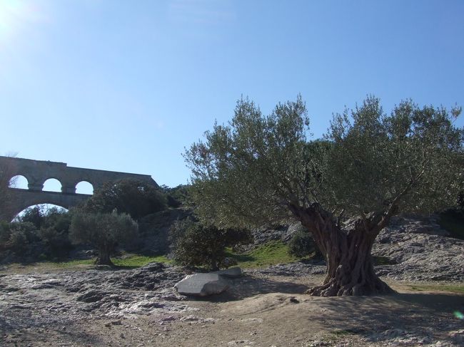 2000年前のローマ時代の橋と1000歳のオリーブの木。人間の人生なんて・・・と思ってしまいますね。