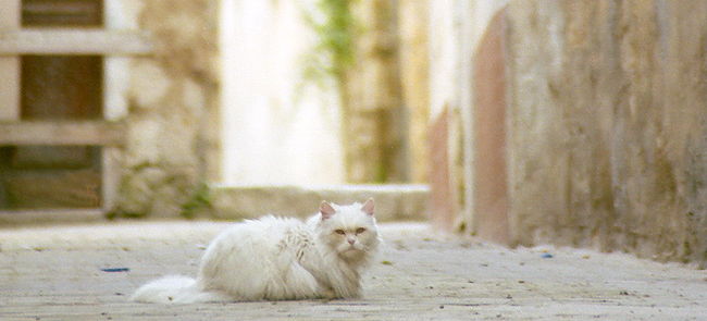 ホワイトのねこを発見。<br />じっとこちらを伺ってますねー。