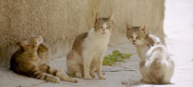 ネコさん、ここにもいました。