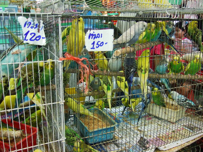なんと！<br />インコも売っていました。