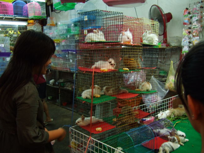 ウサギ、ネコも。