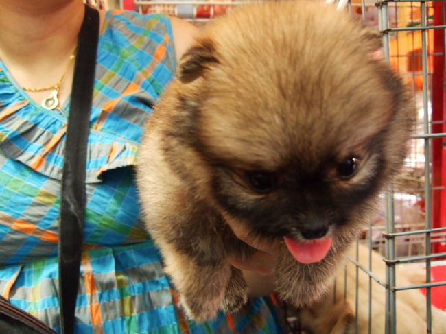 こんな小さな子犬も売ってます。