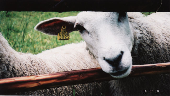 　やたらと人懐っこい羊達。<br /><br />　でも人の気配が全然なくて心細くなってたところだから、だいぶ和んだ。