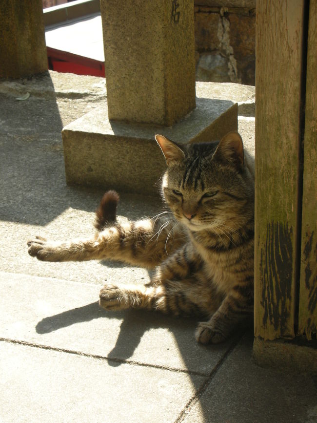 なぜか野良猫？がたくさんいました。<br />しかも人なれしていて、全く動じる様子も無く…。