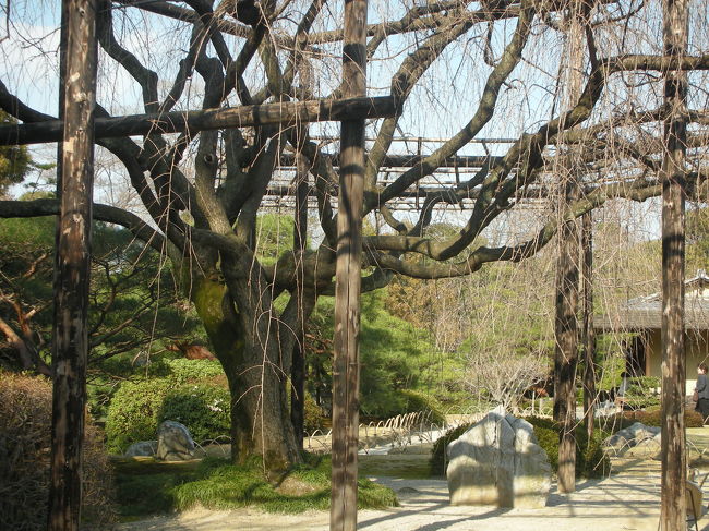 帰りに城南宮に寄りました。<br />かなり立派な枝垂桜の木がありましたが、見頃はまだまだ先のようです。