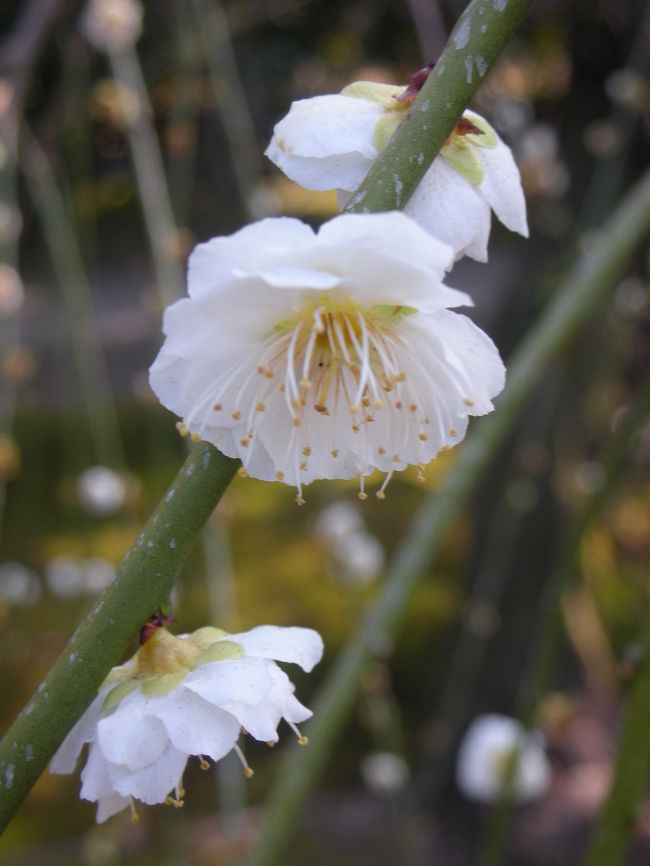 まだ少し、梅と椿の花が残っていました。