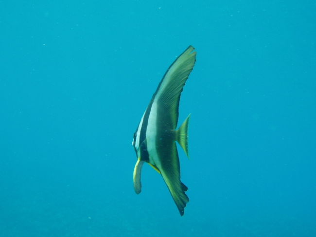 真栄田岬と言えば･･･の魚（らしい）<br />ツバメウオ。<br />