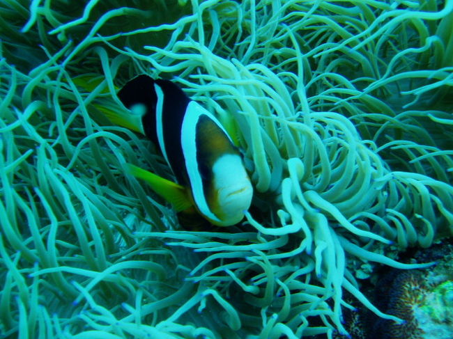 ２本目は山田ポイント。<br />ここは日本で見れる全種のクマノミ（６種）<br />がいっぺんに見れるところ。<br />ニモ（カクレクマノミ）にももちろん会えました。<br />他にもたくさん魚も見れて、<br />沖縄ラストダイビングは楽しく終われました。<br />また潜りたいな。