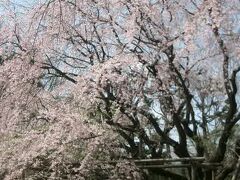 お庭もすばらしいのですが、内庭大門のしだれ桜が、その雄姿ゆえ、いつの間にかに人気が出るようになりました。
みごとな大木です。