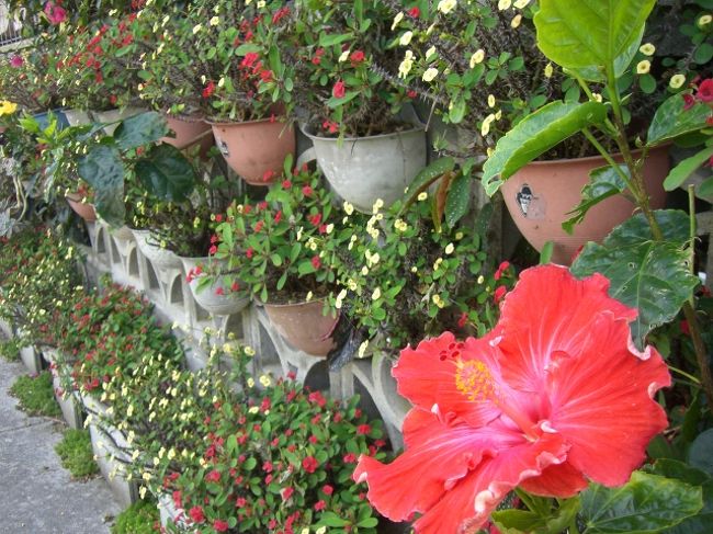 国道から万座毛への道は軽いのぼり坂、<br />歩いていく人は一人も見当たりませんでした。<br />横を大型観光バスが何台も通り過ぎていきます。<br /><br />でもこんな素敵に園芸を楽しむ民家があるし、<br />道端にはタンポポが咲いてるし、あっという間<br />に到着しました。<br /><br /><br />