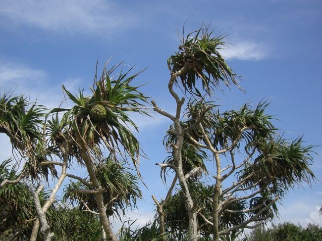 パイナップルの木がありました。