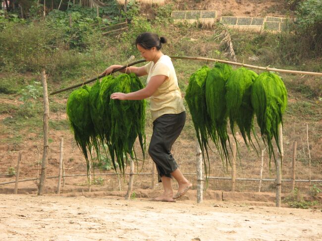 その獲れた川海苔