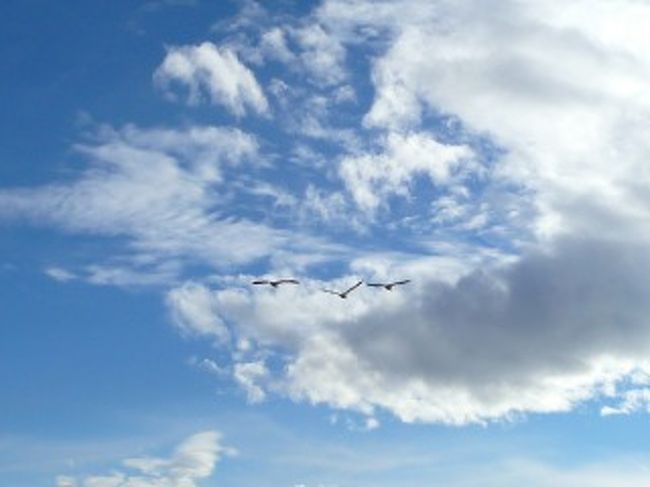 髪をアップに上げて団子のように纏めた小柄な若い女性。うなじのラインがとても綺麗でそこから甘い匂いがほのかに漂って来る。身なりはパリッとしていて、小奇麗な感じ。見るからに着慣れないセーターは新調ものだからだろうか。<br /><br />　近づくなり、僕の手を軽く握って歩き始めた。僕のことをずっと待っててくれたようだ。その証拠に彼女の手は氷のように冷たかった。何処へ行くの？言葉ではなく、やさしい微笑みをそっと返してくれた。とにかく着いてきてとその顔は語っている。<br /><br />　近代的だが人間味が感じられず、モノトーンの薄暗い町並みをそろそろと歩いていくとほどなく真っ黒でノッポなビルに辿り着いた。ここよ。またも彼女は口に出さず、顔で合図をする。<br /><br />　少しだけ心配になりながらも、彼女の笑顔に後押しされ中に入る。ロビーを過ぎると見たこともない大きなエレベータ。そこは何十人ものエレベータ待ちの先客たちで溢れていた。どうやら僕らも上の階に向かうようだ。彼女に連れられるまま、最後列に並ぶことになった。<br /><br />　このビルはいったい何階まであるのだろう。気になって、エレベータのドアの上にある階数を確認してみるとそれはいつも目にしていたものとは異なっていた。アミダクジのようにピカピカ光る特大の階数盤。まるでウォンカーウァイの映画に出てくるような近未来的なギミック。ビルは複雑な構造になっているようで、目的地に辿り着くためには何度も乗り換えが必要なようだった。<br /><br />　彼女と一緒にエレベータを何度乗り換えただろうか。Ａのエレベータに乗り、５階で降りた後はＣに乗り換え、２１階でＥへ向かい、反対側のＨに乗るといった調子で、道のりはかなり複雑だった。彼女がいなければ、僕はひとり迷ってしまっていたに違いない。彼女は全ての道を暗記しているかのように、てきぱきと先に進んで案内してくれる。<br /><br />　１０回以上乗り換えてやっと目的地に到着したようだ。到着の安堵からか彼女の顔は綻んでいた。そこは病院の検査所のようなところで、たくさんの看護婦たちが忙しそうに小走りに駆け回り、白衣を着た男たちが何やら大声で指示を出していた。<br /><br />　さすがに僕は不安になった。何を検査するのか。僕の身体のどこに問題があるというのか。彼女にそれを問いただそうとすると、変わって眼鏡をかけた若い医師に声を掛けられた。<br /><br />　はっ。<br /><br />　そこで目が覚めた。実際に声を掛けたのはバスの添乗員だった。ここはアルゼンチンからチリへ抜けるバスの中。ウシュアイアへ向かうには一度チリ側に入り、国境のイミグレーション審査を受けねばならない。寝ていた僕を起して、彼はバスの外に出るように促したのだ。<br /><br />　夢の中だったが、あの彼女の姿が忘れられない。<br /><br />　今思えば高校のとき片思いの同級生に似ている気もするし、昔勤めていた会社の後輩の子に似ていた気もするし、まったくはじめて見る理想の彼女だったような気もする。<br /><br />　彼女は僕に何を伝えたかったのだろう。夢の彼女とはもう一度会って確認してみたい。その後、彼女に会いたくて何度も夢の続きを見ようと努力してみたが、バスの中では適うことはなかった。<br />　<br />　世界最南端、ウシュアイアの町に到着したのはそれから数時間後だった。彼女とは現実の世界、この世界の果ての地で会えるのかもしれない。