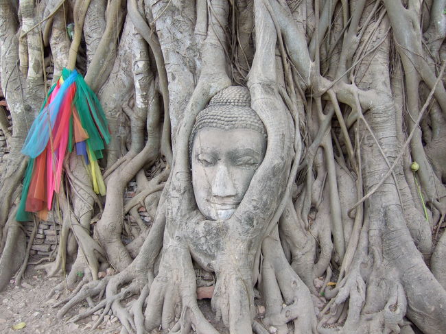 ビルマ軍の持ち帰りを逃れた仏頭が木の根に包まれています。<br />何かを物語っているようでした。