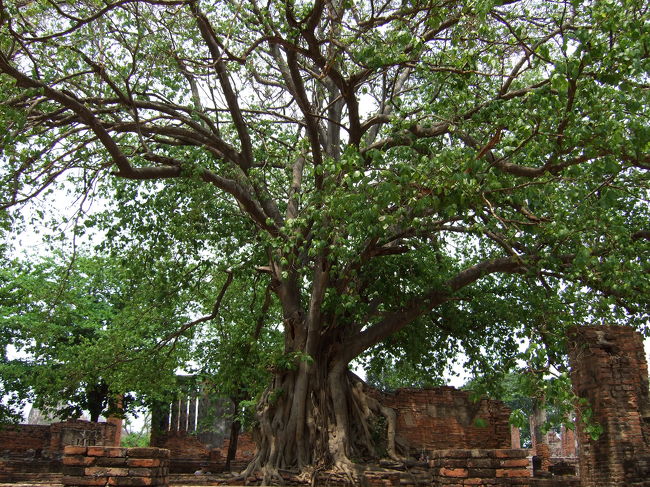 木の裏側はこんな感じでした。