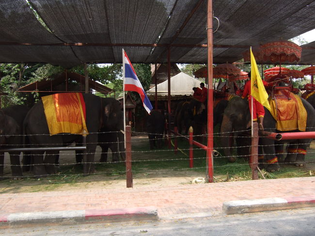 小屋には象がいっぱい待機してます。