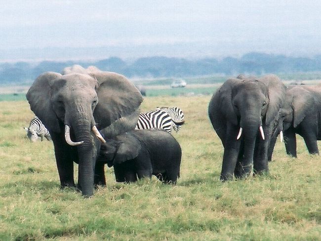 ケニア動物王国1 初めてのサファリ・アンボセリ国立公園1』アンボセリ