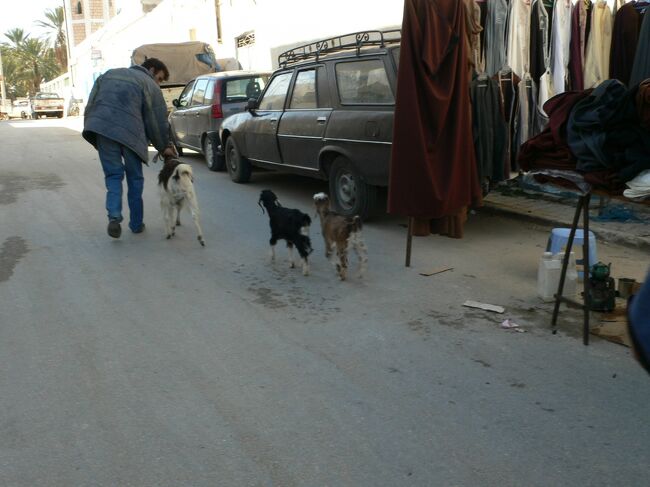 少し離れたところで家畜市場も開かれているので子羊を見かけた。