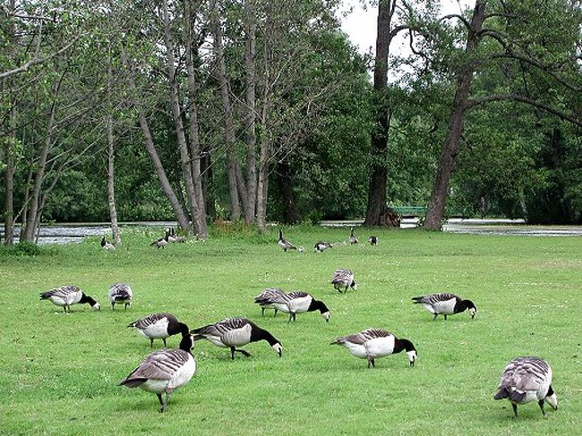 庭園<br />　雁が飛来している．「ニルスの不思議な旅」をご存じですか？