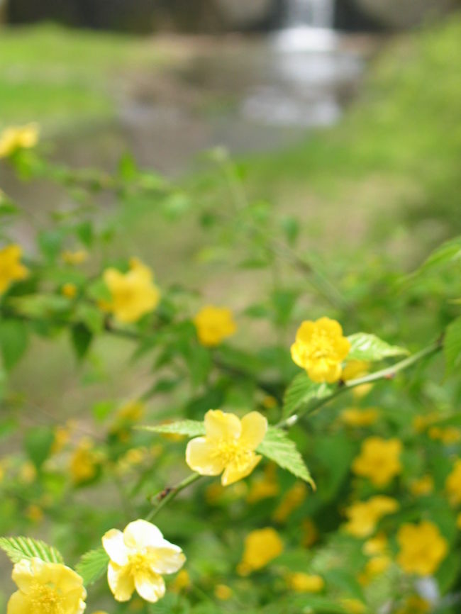 駅から地蔵禅院に行く道中に玉川提があります。<br />桜の木が堤防沿いにずーっと並んでいるので、満開の時はきれいなんだろうな〜<br />