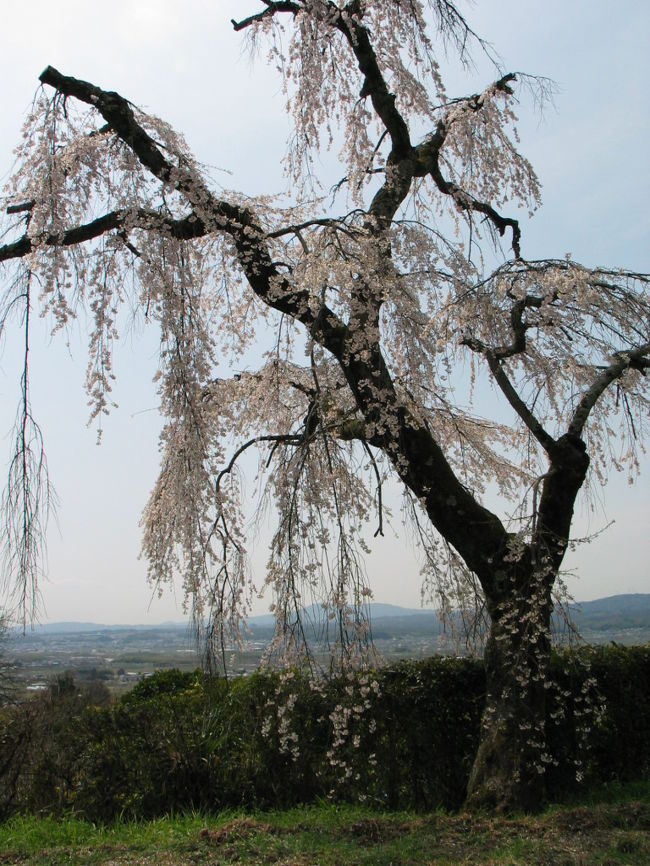 京都の名木のしだれ桜。<br />
