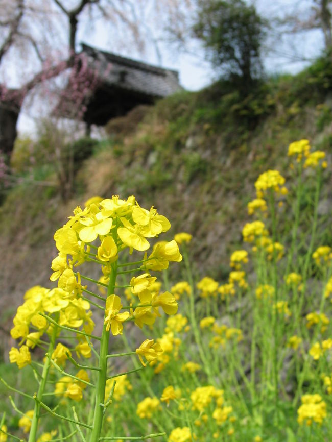菜の花はもう終わりかけでしたが、黄色が色鮮やかでした。
