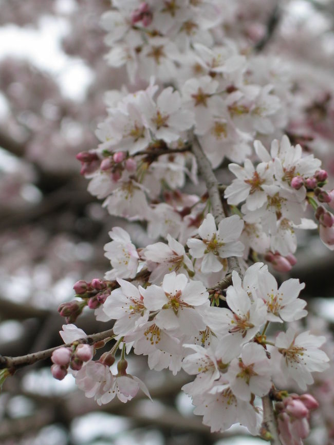 食後に宇治をぶらぶらしていると、りっぱなしだれ桜を発見。<br />また夢中で写真を撮りました。<br />