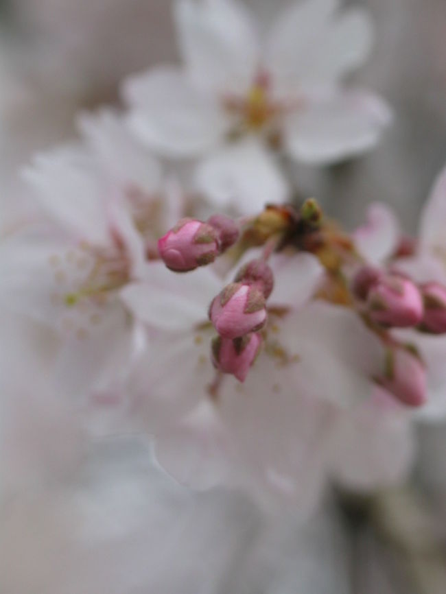 桜の開花情報で訪れた地蔵禅院だったけど、満足ないちにちなりました(^^)<br />