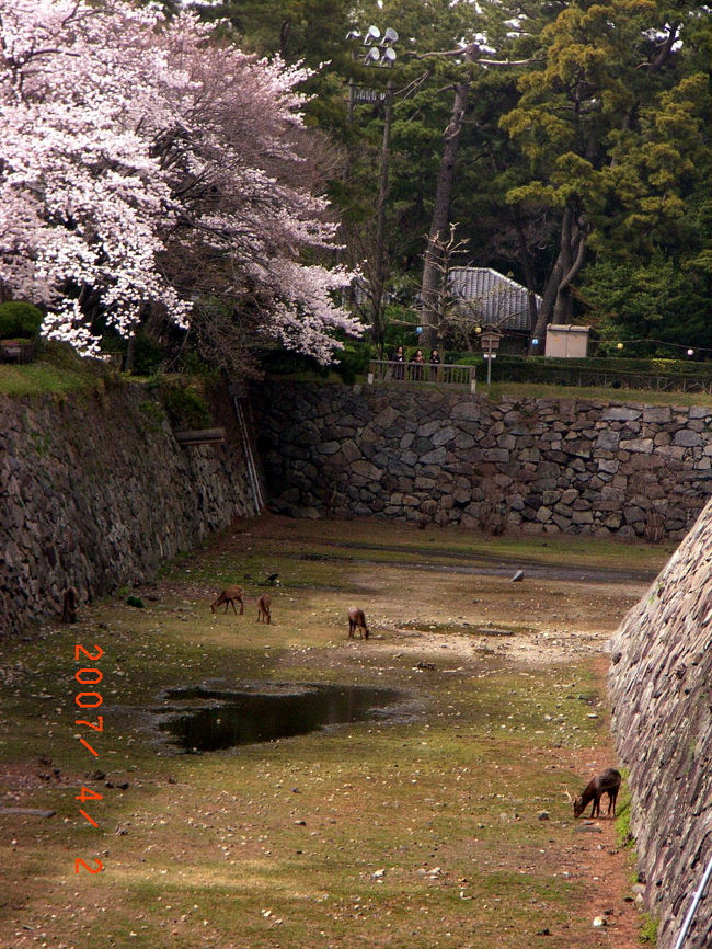 お堀には、昔から鹿がいます。