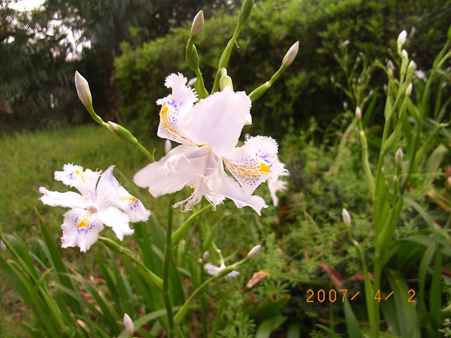 お城を出て、県庁をまがった大通沿いに咲いていました・・・紫蘭？？違うかもしれません。。