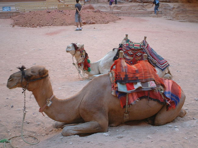 ・エル・ハズネの前にいたラクダ　<br /><br />地味にデカくて、ちょっと怖い。。。