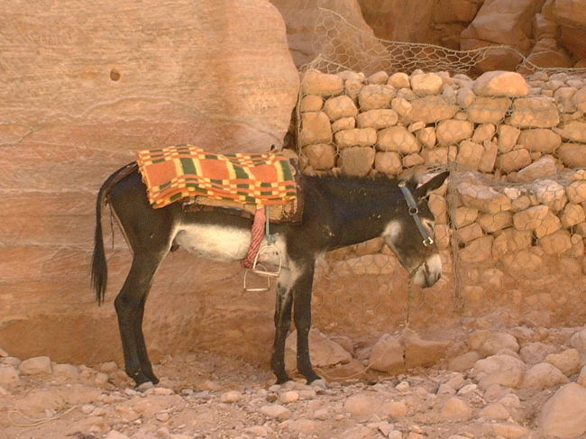 ・ドンキー　<br /><br />いつ見ても、何となく泣きそうな顔に見えるねんけど？<br />ずっとうつむいてるし。。。<br />何か嫌なことでもあったんか？<br />それとも、人生に疲れてまったんか！？（笑）