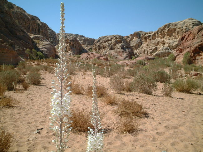 ・脇道　<br /><br />こんな花がいっぱい咲くところに出た。<br />これ、何の花やろ？